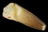 Spinosaurus Tooth - Real Dinosaur Tooth #160107-1